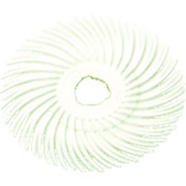 BRDISC1202X38  ラジアル・ブリッスルディスク ＃120相当 白 50.8mm 40枚入り