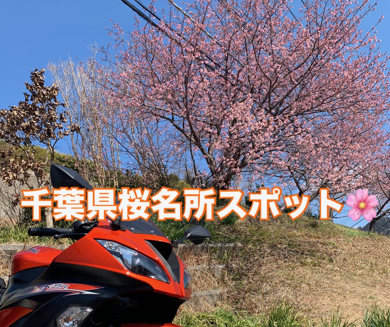 千葉県春の桜名所スポット特集！！